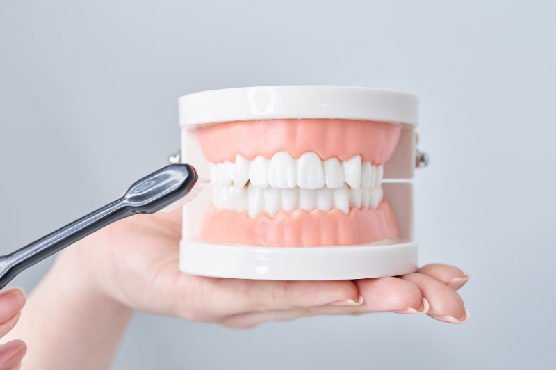 手に持った歯の模型に歯ブラシをあてているイメージ